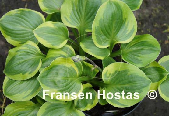 Hosta Ice Cream